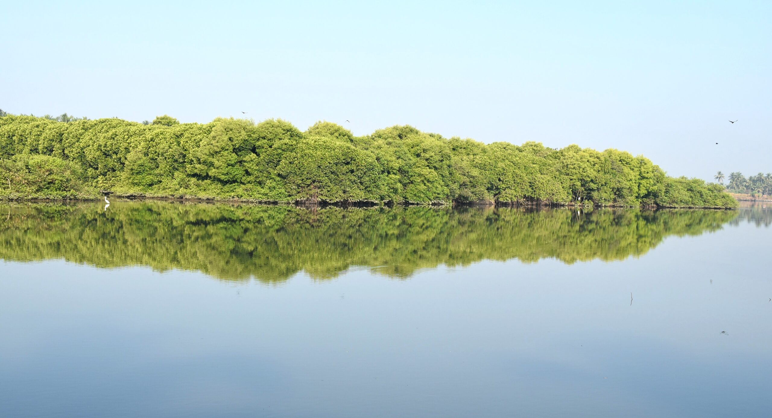 Mangrove wetland ecosystem in Kerala