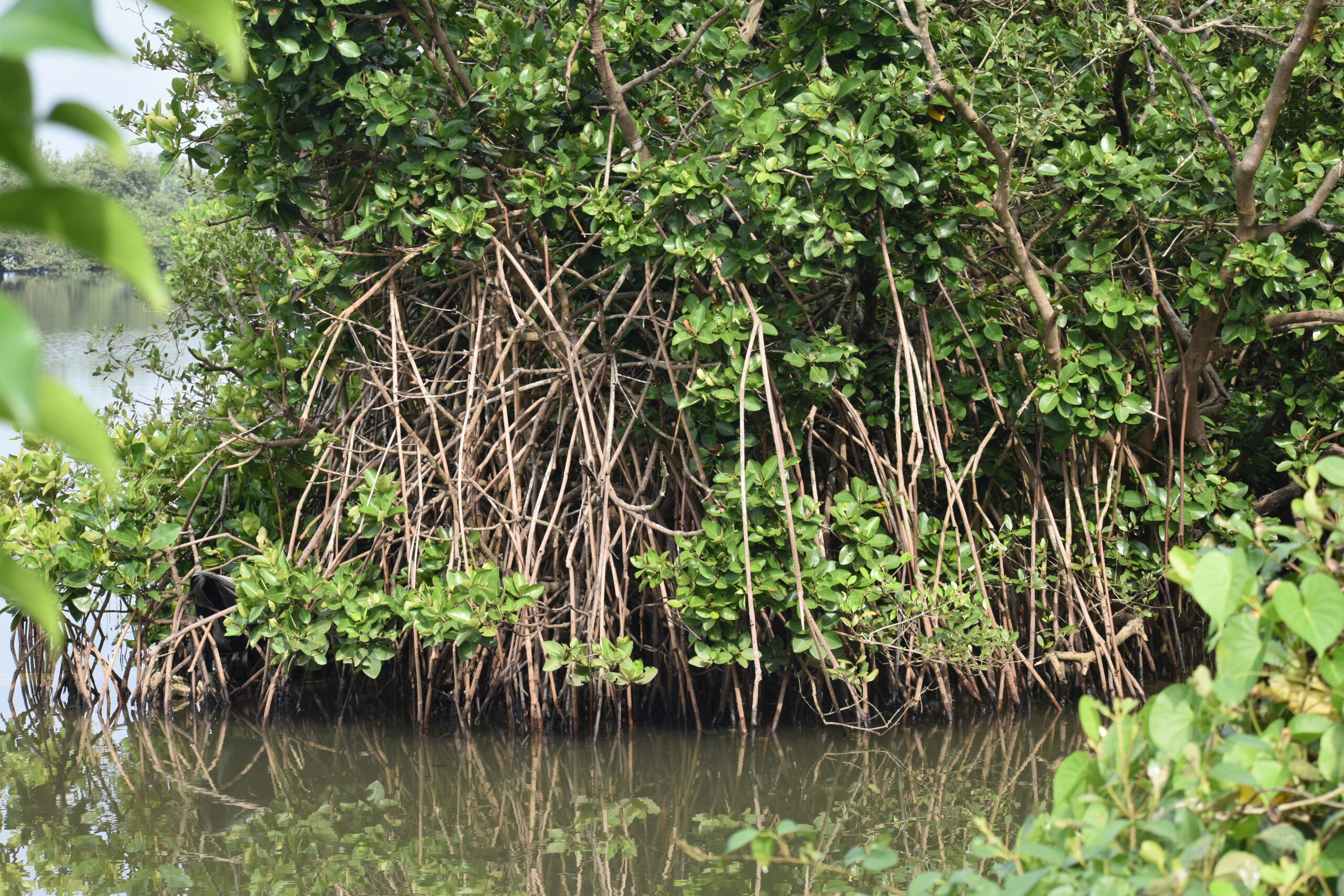 Natural Resources and Environment Management